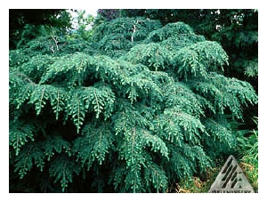 TSUGA canadensis 'Bennett'